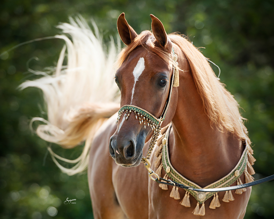 خيول الجمال